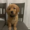 Rocco 🐶🐾 wao wao - @roccogoldenretriever - TikTok