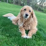 Rocco Bertolino - @rocco.goldendoodle12 - Instagram