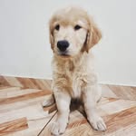 Rocco C. Golden - @roccogolden.love - Instagram