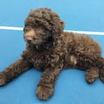 Rocco De Castro - @rocco.goldendoodle - Instagram