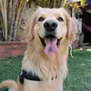 Rocco el golden - @roccoelgolden - TikTok