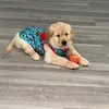 rocco_golden0💙 - @rocco_golden0 - TikTok