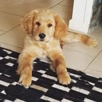 Rocco_Golden - @rocco._golden - Instagram