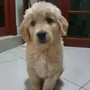 Rocco_golden - @rocco_golden3 - TikTok