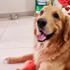 Rocco golden Peru - @beanha02 - TikTok