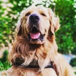 Rocco Golden Retriever 💛 - @rocco_gp - Instagram
