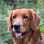 Rocco Golden Soberanes - @rocco.soberanes - Instagram