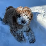 @rocco_goldendoodle23111 - Instagram