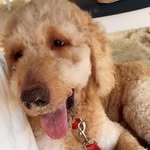 ROCCO (Goldendoodle from DR 🇩🇴) - @roccogoldenpoo - Instagram