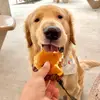 Rocco - @goldenrocco24 - TikTok