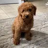 Rocco - @mr.goldenrocco - TikTok