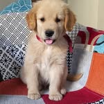 Rocco Parlanchin - @_rocco_golden - Instagram