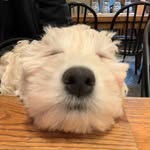 ROCCO ロッコ🐾REX レックス🐾 - @roccogoldendoodle1117 - Instagram