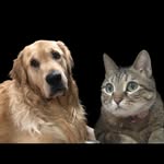 ROCCO - @rocco.golden.boy - Instagram