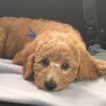 Rocco - @rocco.golden.doggo - Instagram