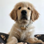 ⚡️ROCCO⚡️ - @rocco.golden.gram - Instagram