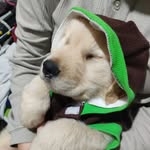 Rocco - @rocco.goldenn - Instagram