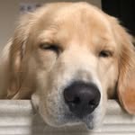 Rocco - @rocco.goldenush - Instagram