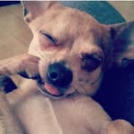 Rocco🐶 - @rocco_golden_chihuahuaxx - Instagram