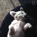 Rocco - @rocco_golden_life - Instagram
