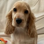 Rocco🐾 - @rocco_goldencocker - Instagram
