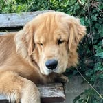 Rocco - @rocco_goldendorado - Instagram