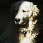 Rocco - @roccogolden - Instagram