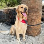 ROCCO T. A. - @rocco_golden18 - Instagram
