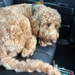 Rocco Tarzan 🐶 - @rocco.golden.doodle - Instagram