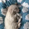 Rocco The Golden - @rocco.the.goldenboy - TikTok