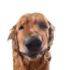 Rocco the Golden - @sillylittlegoldenrocco - TikTok