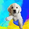 ⚡️Rocco the golden boy⚡️ - @roccos_golden_life - TikTok