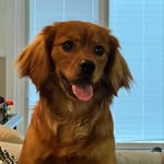 Rocco the Golden Cavalier - @rocco_golden_cavalier - Instagram