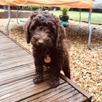 Rocco the Goldendoodle - @rocco_goldendoodle - Instagram