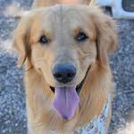 Rocco Villegas - @rocco_goldenr - Instagram