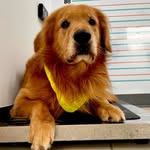 Rocco y Lucca - @roccogoldenpty - Instagram