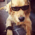 RoccoDog&BrendaCat - @rocco_golden - Instagram
