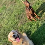 RoccoGolden - @roccogolden14 - Instagram