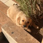 @roccogolden_ - Instagram