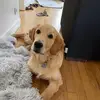 Rocco.Golden.Retriever - @rocco.golden.retriever - TikTok