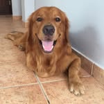 RoccotheGolden - @rocco_goldenretriever - Instagram