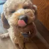 RoccoTheGolden - @goldenpawsrocco - TikTok