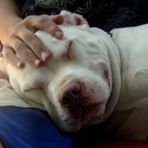 Rocco Harvey - Facebook