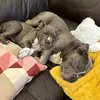 Hunter & Rocco | BULLIES - @hunter.rocco2 - TikTok