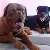 Rocco & Hunter - @rocco_and_hunter - TikTok