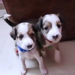 Rocco & Hunter - @roccoo_hunterr - Instagram