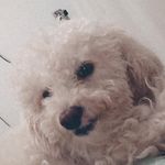 @rocco._.jackson - Instagram