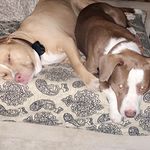Rocco & Jackson - @roccoandjacks - Instagram