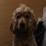 Rocco Jackson - @roccothecockospaniel - Instagram