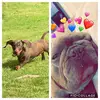 Rocco_jackson ❤️❤️ - @__dog_friends__ - TikTok